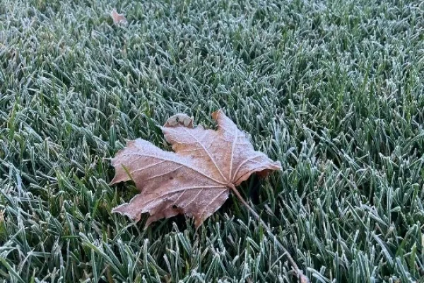 Наш газон морозоустойчивый