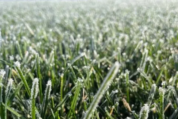 Морозоустойчивые виды газона