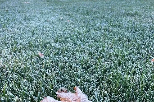 Газон устойчивый к заморозкам