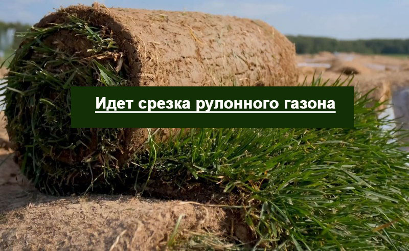 Рулонный газон на полях Газон на полях