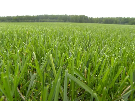 Предлагаем газон в рулоне по оптовой цене