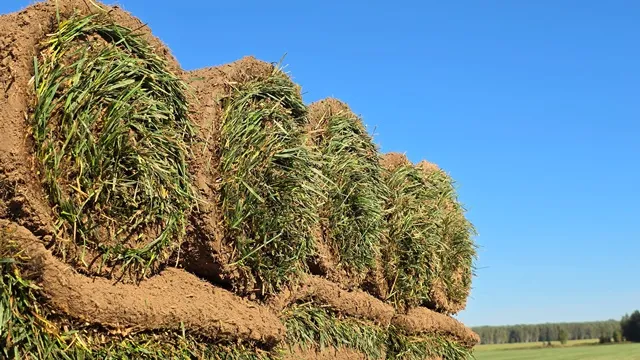 Готовые рулоны травы