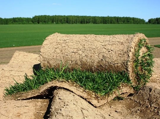 Газон в питомнике