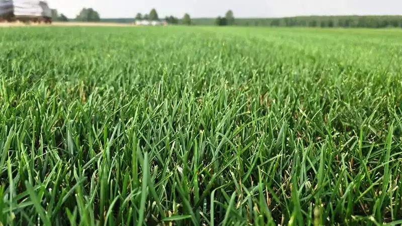 Наш питомник