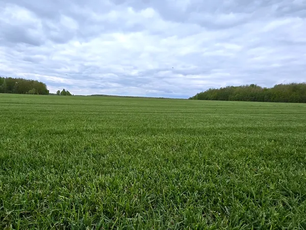 Наш питомник