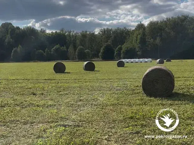 Купить сено в рулонах с доставкой. Фото 2. Продажа сена в тюках с доставкой область