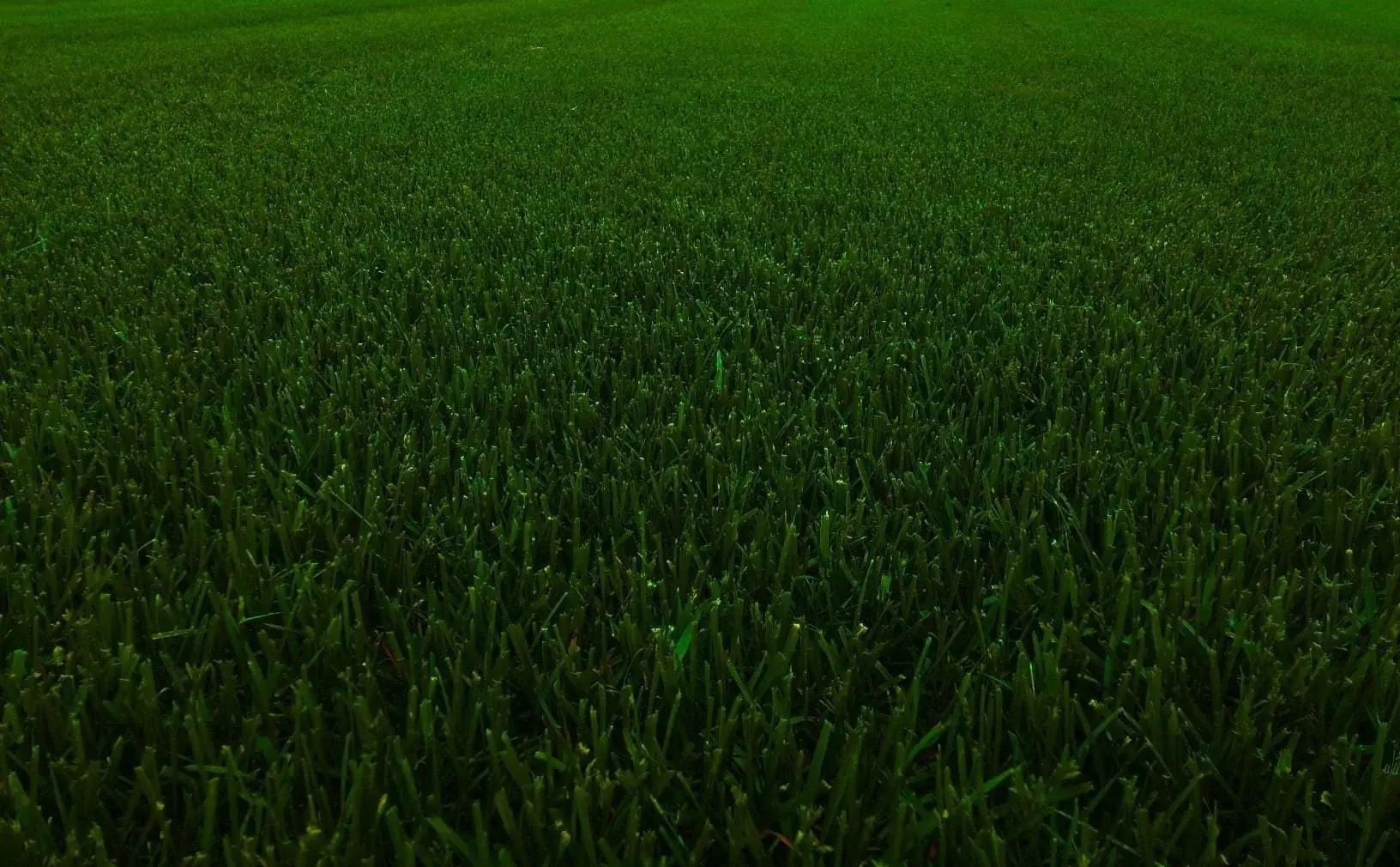 Выращивание газона в питомнике