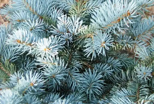 Ель колючая голубая