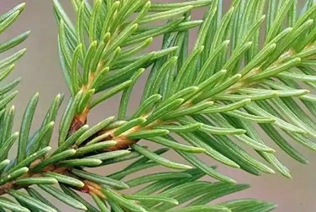 Ель обыкновенная