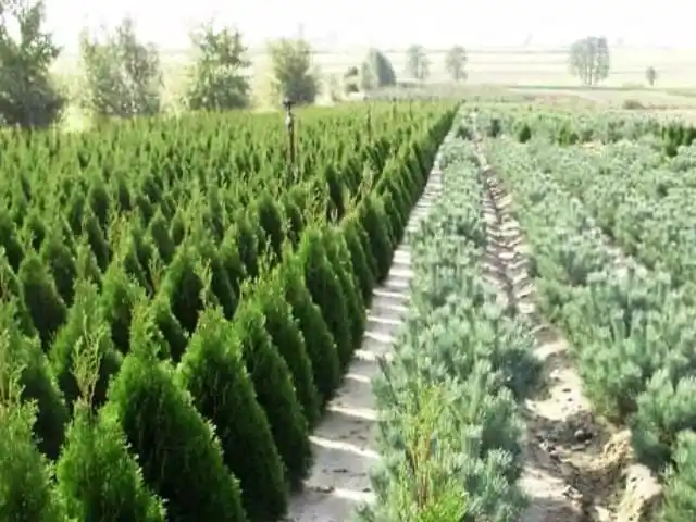 Хвойные растения свойственные нашей климатической зоне