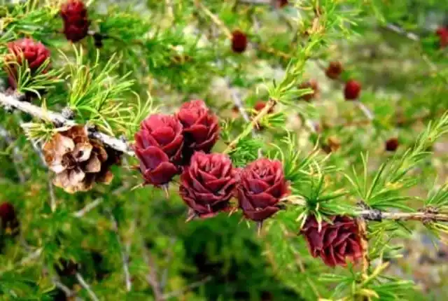 Лиственница сибирская