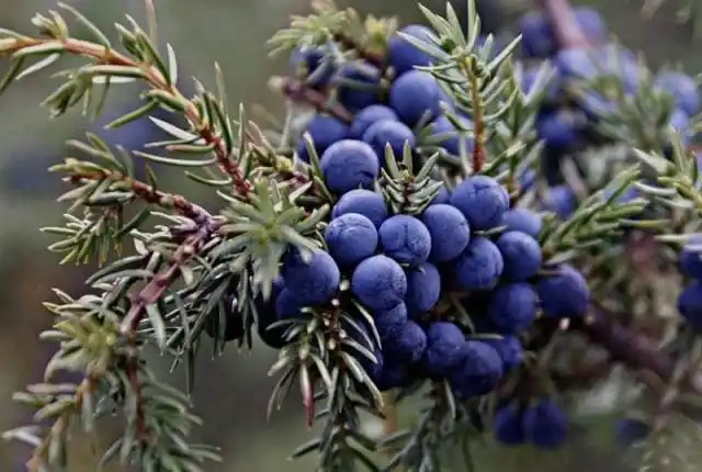 Можжевельник