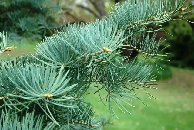 Пихта обыкновенная