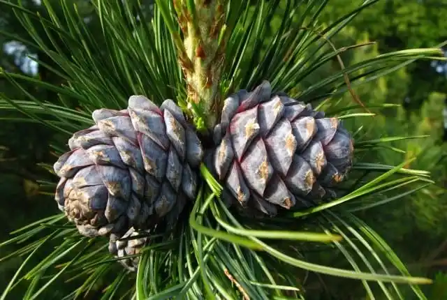 Сибирский кедр