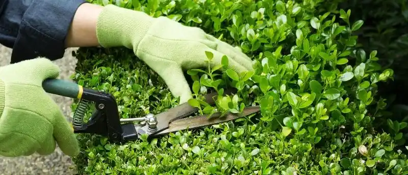 Стрижка кустов