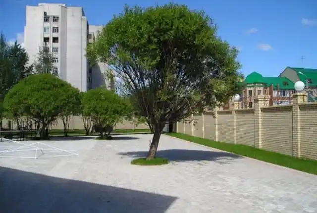 Крупномерные растения