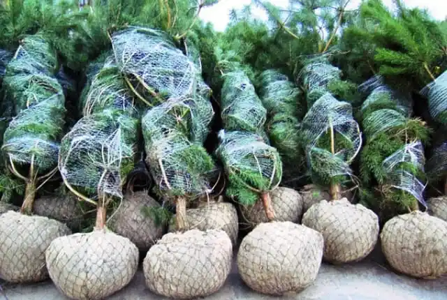 Крупномеры, готовые к посадке.