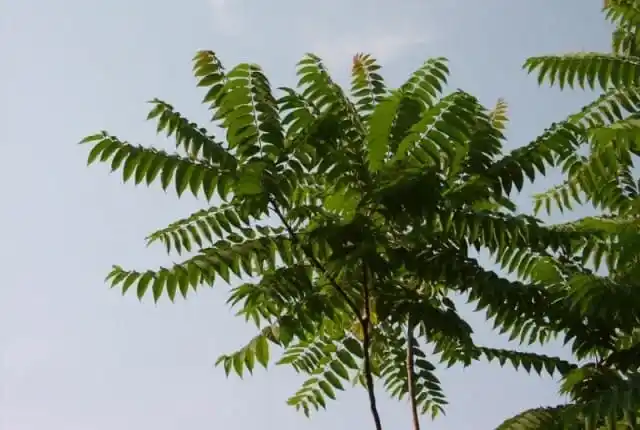 Листопадные деревья. Айлант.