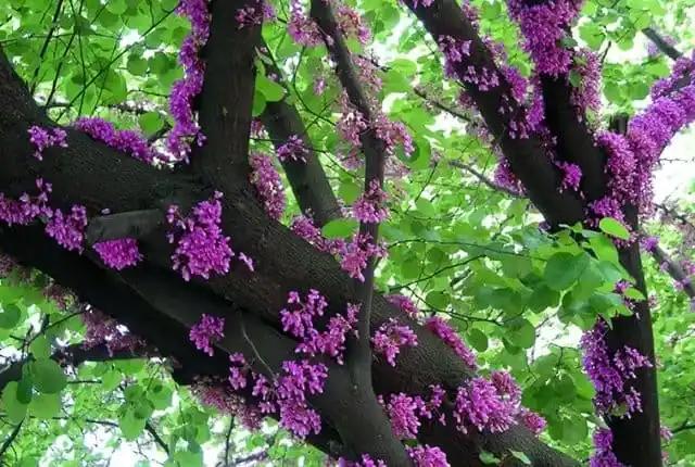 Посадка церциса Листопадные деревья. Церцис.