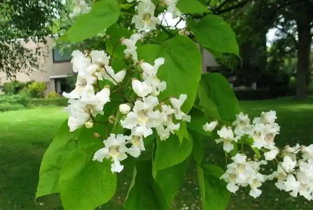Оригинальное дерево катальпа Листопадные деревья. Катальпа.