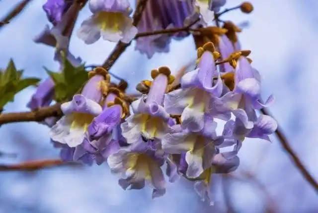 Павлония в саду Листопадные деревья. Павлония.