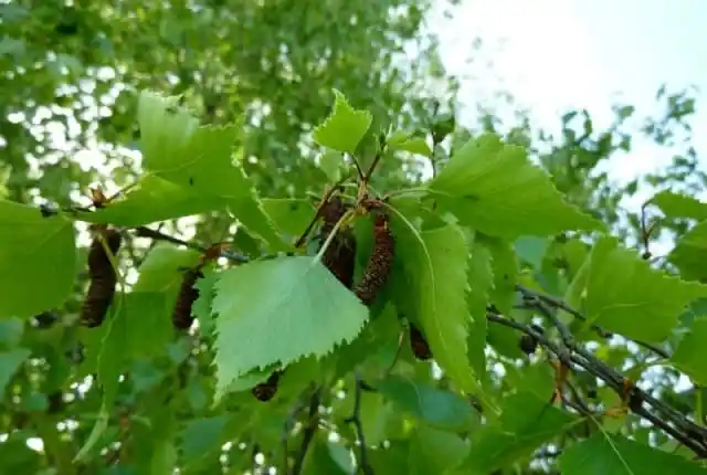 Лиственные породы. Береза бородавчатая.