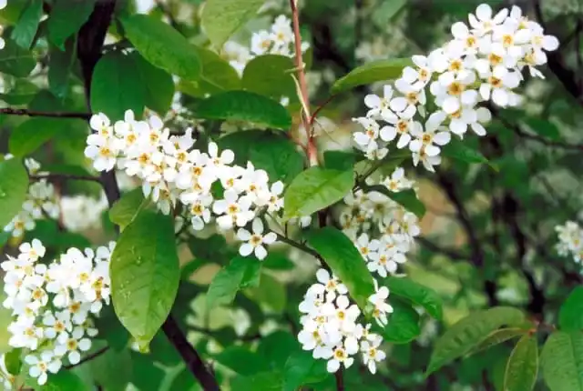 Лиственные породы. Черемуха обыкновенная.