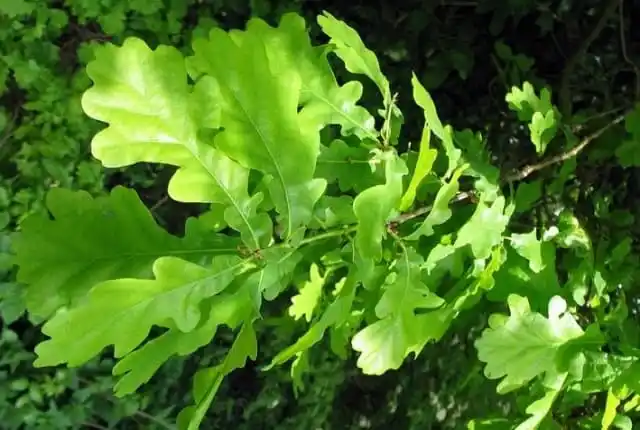 Лиственные породы. Дуб черешчатый.