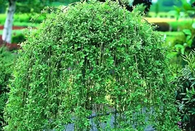 Лиственные породы. Ива плакучая.></p>
<p>Цветет задолго до распускания листьев.</p>
<p>Растет быстро, морозостойка, но в суровые зимы может подмерзать, нетребовательна к почвенным условиям.</p>
<p>Неприхотливый кустарник, но для буйного развития требует много воды и света.</p>
<p>Распространена по всей европейской части страны, на Кавказе, в Западной и Восточной Сибири, на Дальнем Востоке.</p>
<h3>Каштан конский (Aesculus hippocastanum)</h3>
<p><img class=