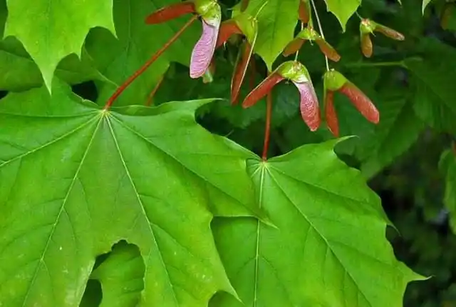 Лиственные породы. Клен остролистный.