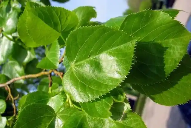 Лиственные породы. Липа крупнолистная.