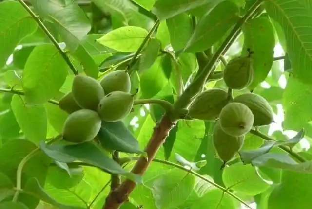 Лиственные породы. Орех манчжурский.