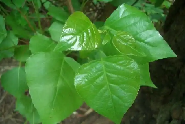 Лиственные породы. Тополь бальзамический.