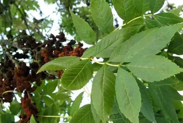 Лиственные породы. Ясень обыкновенный.