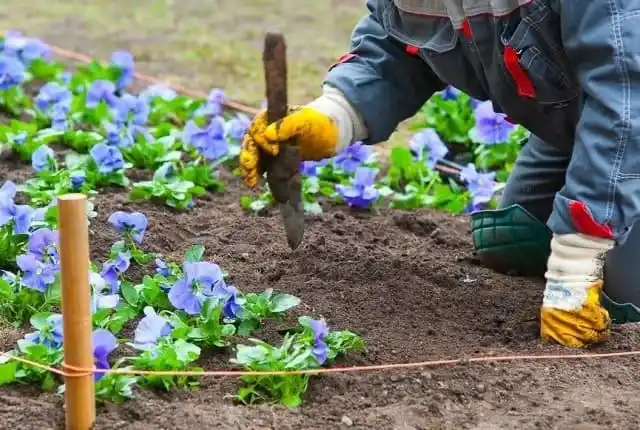 Мероприятия по уходу за садом. Посадка цветов.