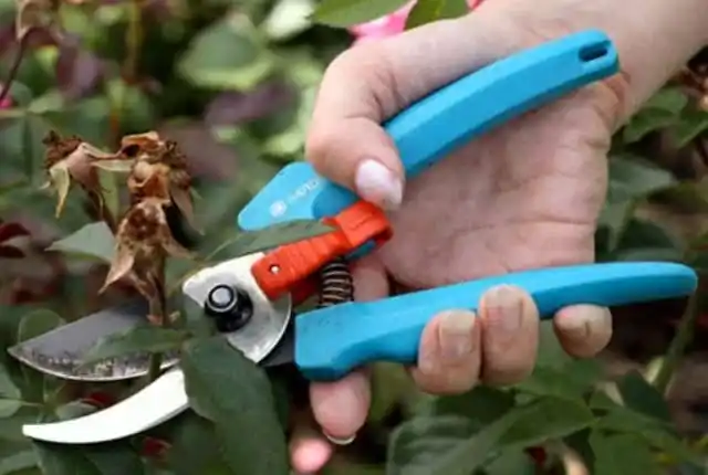 Мероприятия по уходу за садом. Обрезка роз.