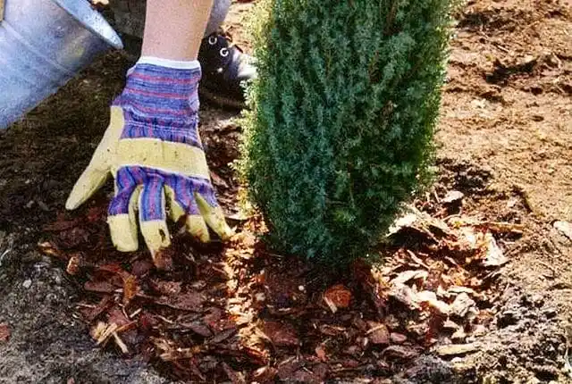 Мероприятия по уходу за садом. Посадка деревьев. Фото 1.