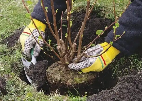 Мероприятия по уходу за садом. Посадка деревьев. Фото 3.