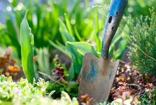 Мероприятия по уходу за садом. Посадка деревьев. Фото 4.