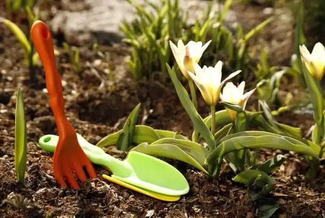 Мероприятия по уходу за садом. Уход за садом. Фото 5.