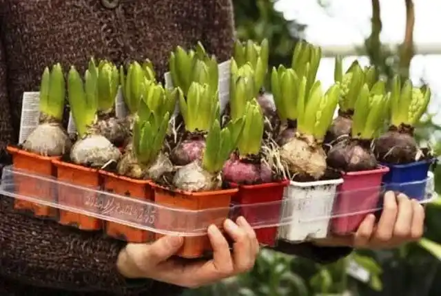 Уход за садом в апреле. Выгонка луковичных. Фото 6.