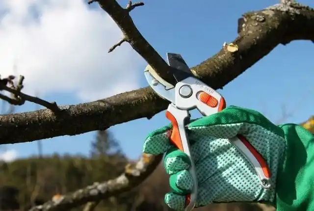 Уход за растениями весной. Обрезка деревьев.