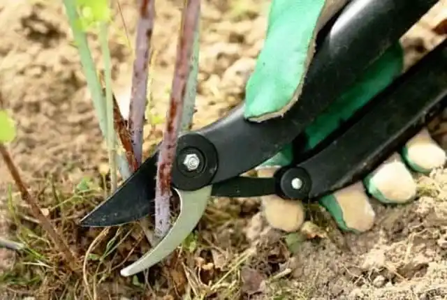 Уход за растениями весной. Обрезка деревьев.