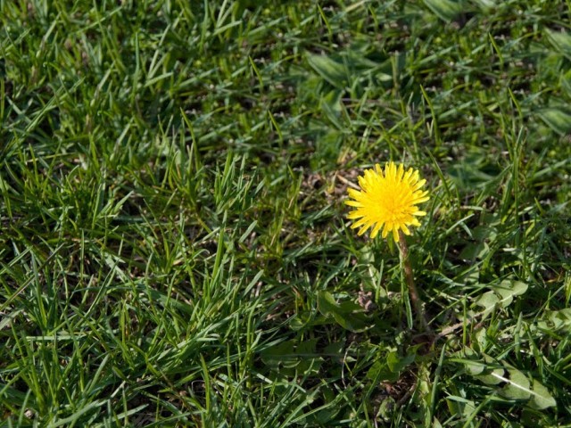 сорняки на травяном покрове