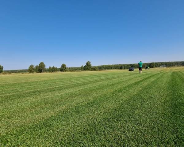 Газон в рулонах на полях в питомнике
