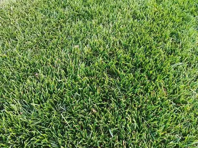 Уложенный рулонный газон Рулонный газон без сорняков