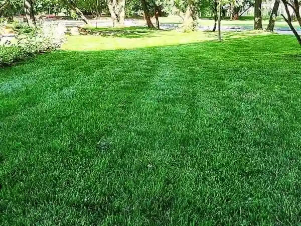 Рулонный газон от производителя укладка под ключ