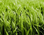 газонные травы