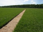 Ремонт покрова газона.