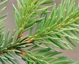 Ель обыкновенная